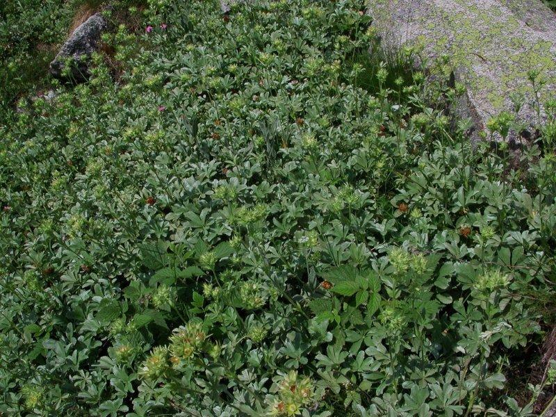 Potentilla valderia / Cinquefoglie di Valdieri